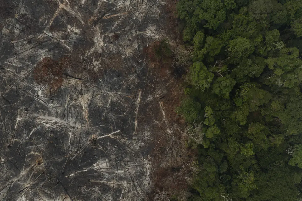 Petrobras escolhe empresa para créditos de carbono cujo sócio teve madeireira punida