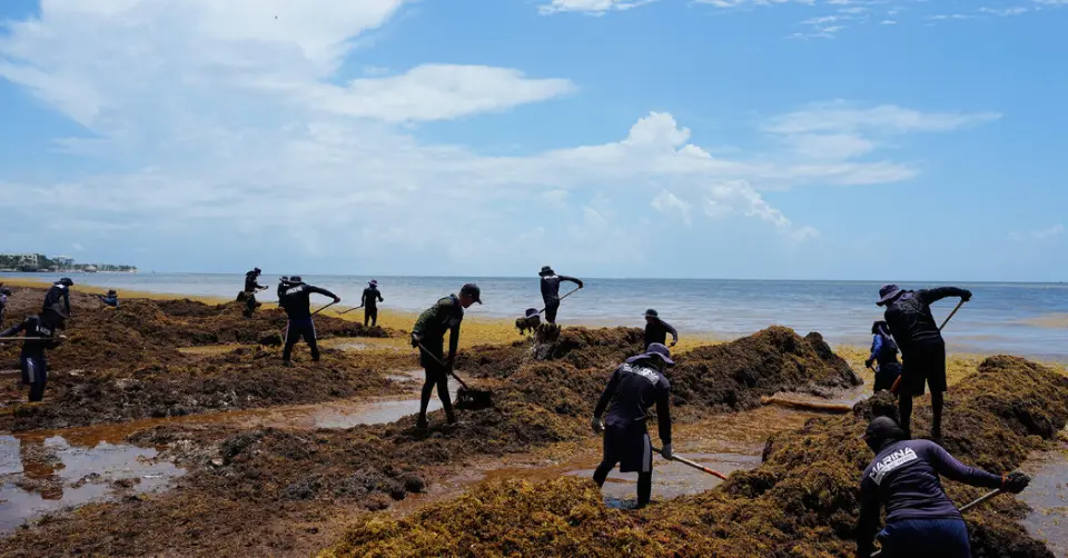 México declara guerra às algas marinhas fedorentas